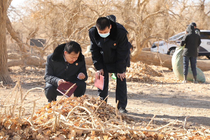 02 2024年春天,公益诉讼检察人员查看胡杨树叶病虫害情况.JPG
